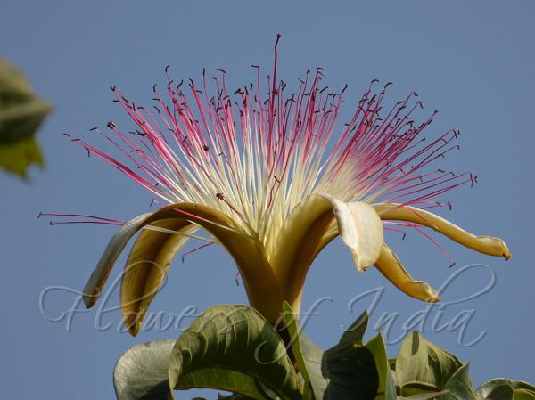Malabar Chestnut